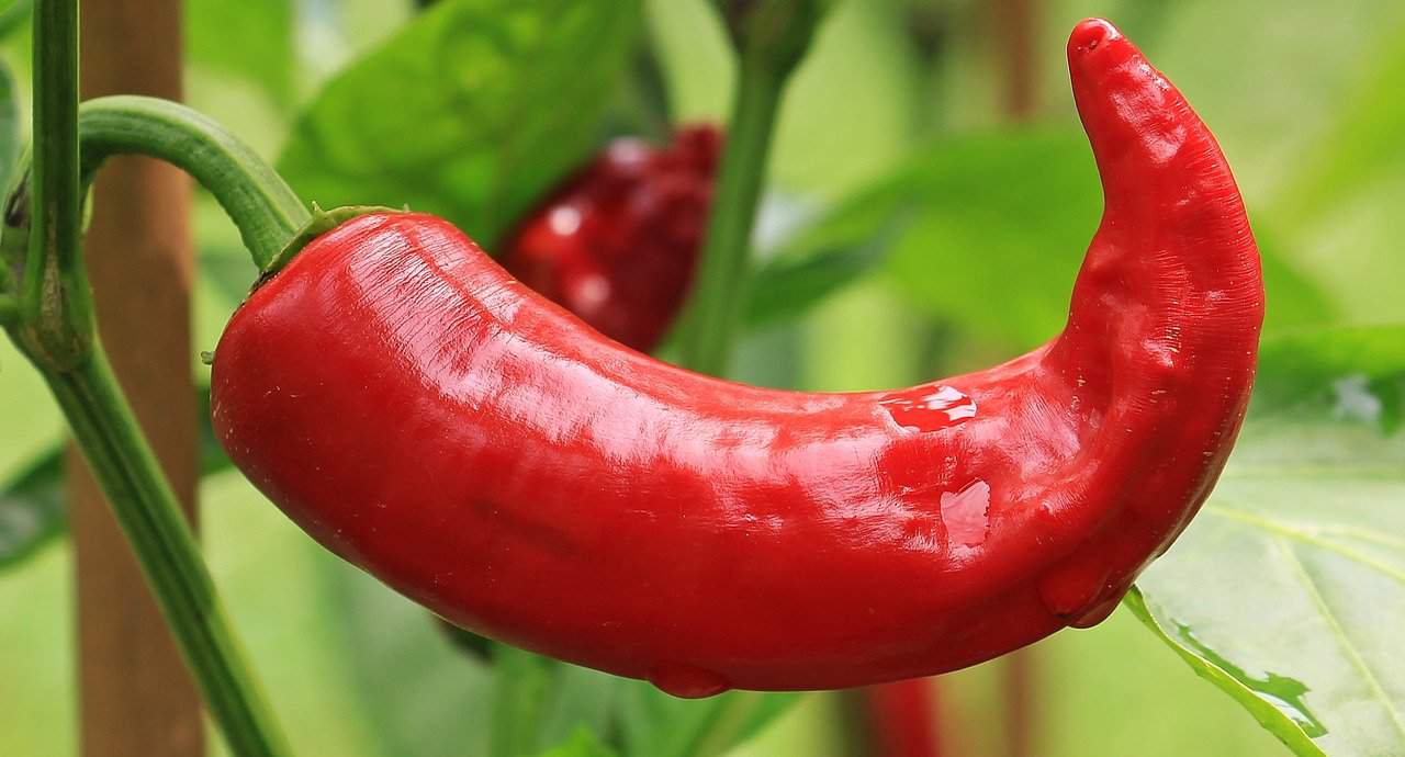 red pepper on vine