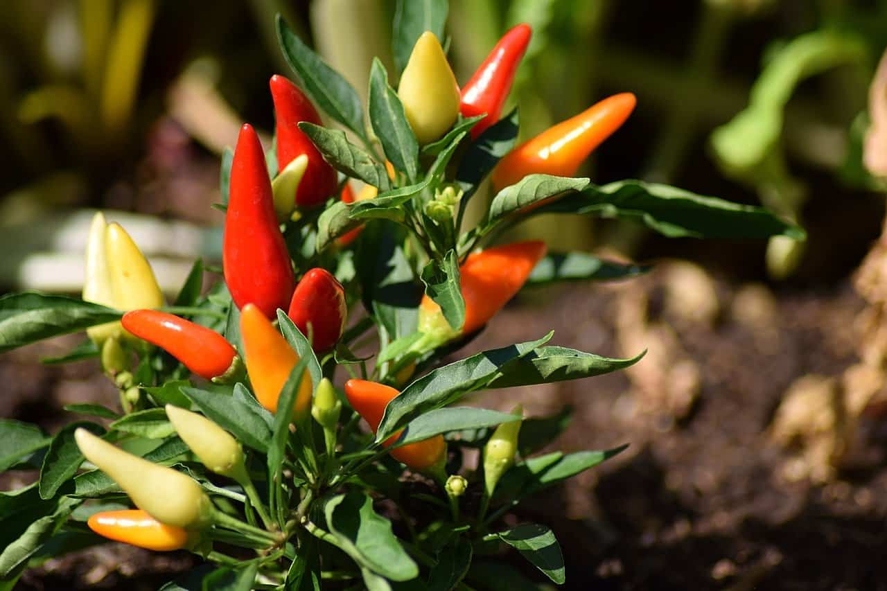 chili pepper plant