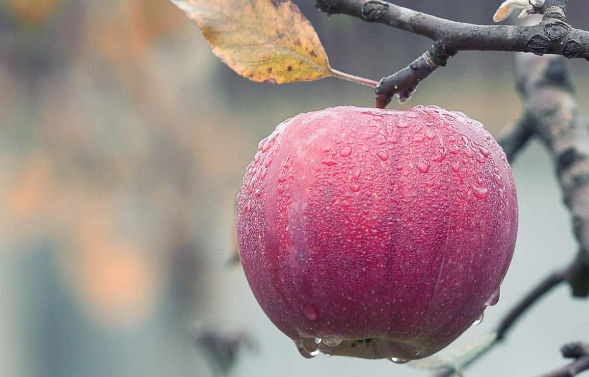 apple covered in dew on tree