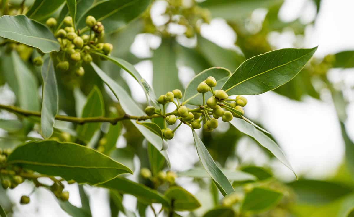 fresh bay leaves on tree.