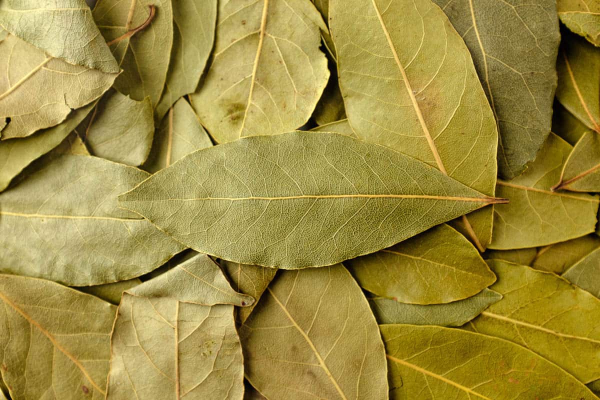 pile of dried bay leaves.