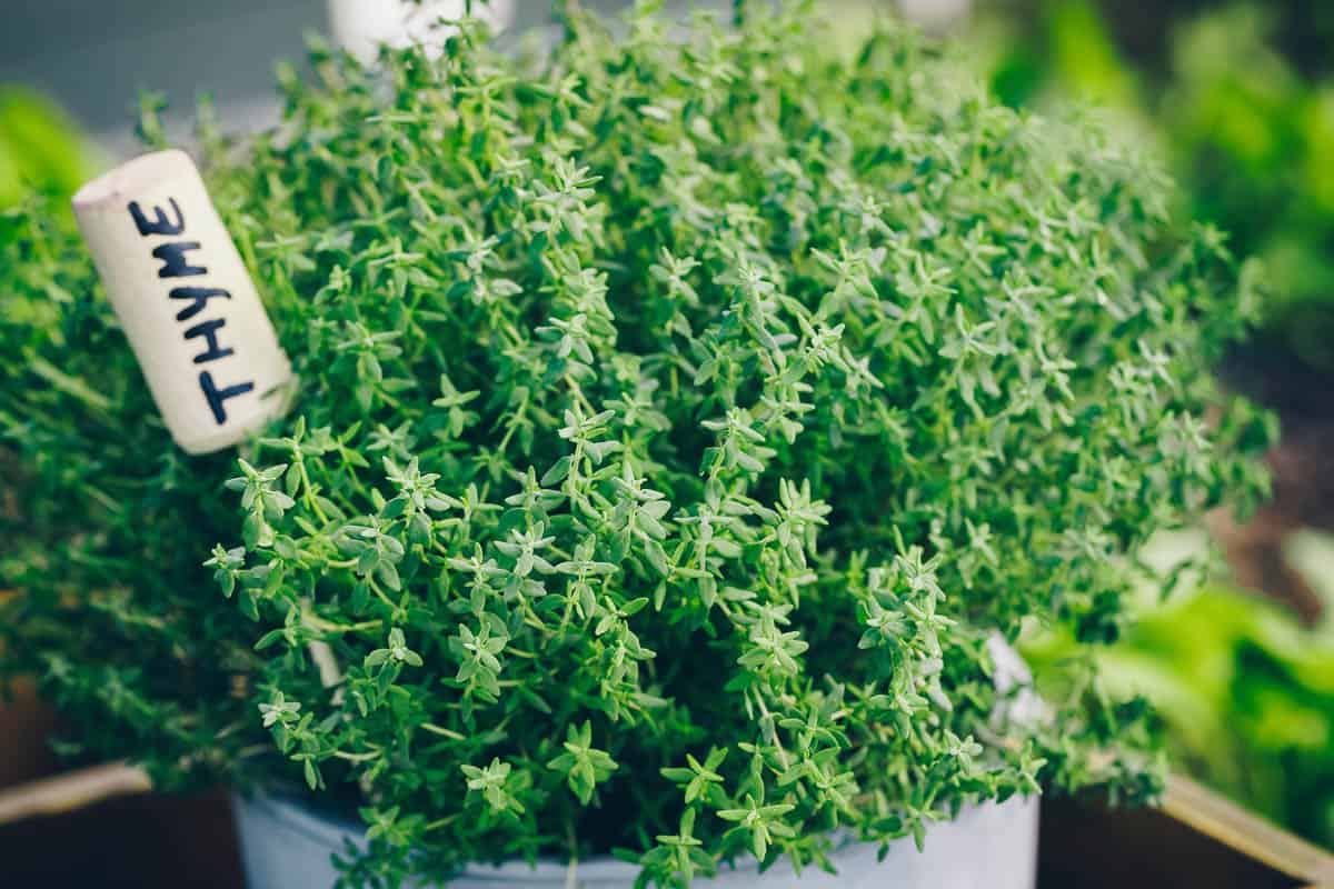 Thyme herb growing in garden.