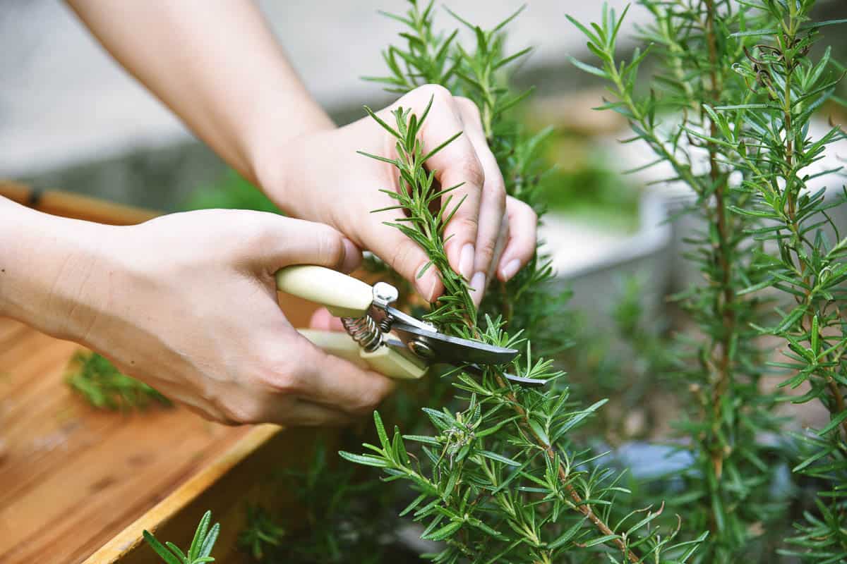 Woman cutting rosemary herb branches by scissors.
