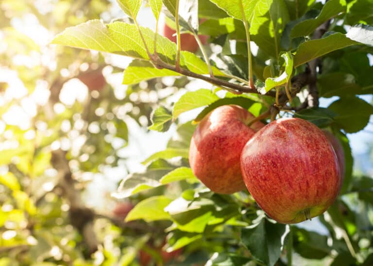 7 Best Braeburn Apple Substitutes (Similar Varieties for Baking and Eating)