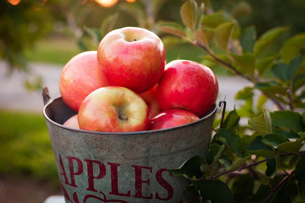 Apples in metal picking bucket in apple orchard up close.