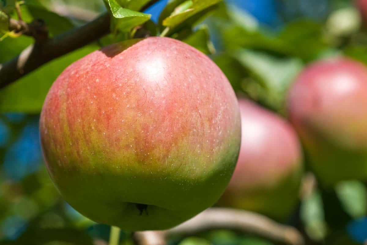 Macintosh Apple on tree.