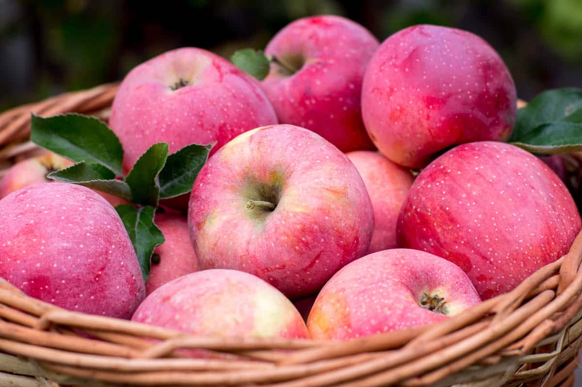 basket of Pink Lady apples.