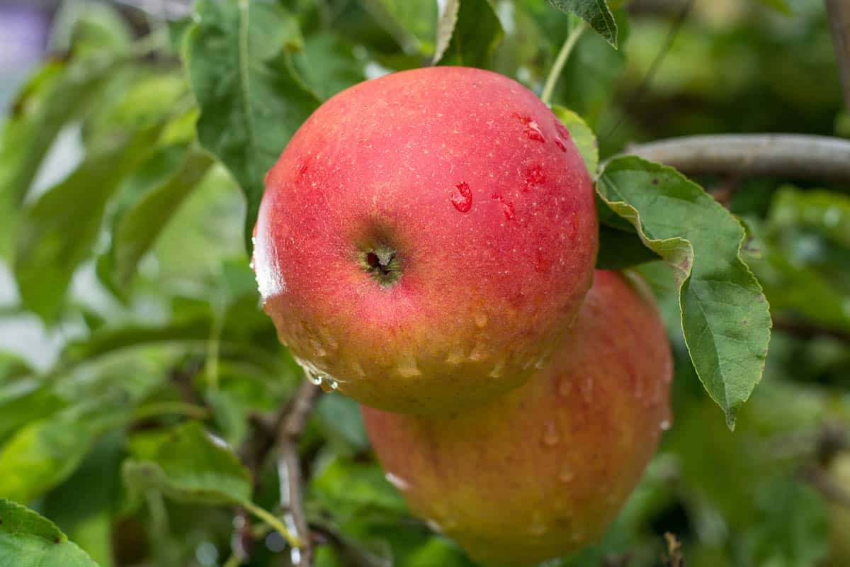 Big red braeburn apples on apple tree, ready to harvest, autumn in Brabant Netherlands.