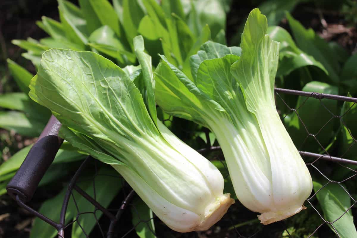 bok choy in a basket outside.