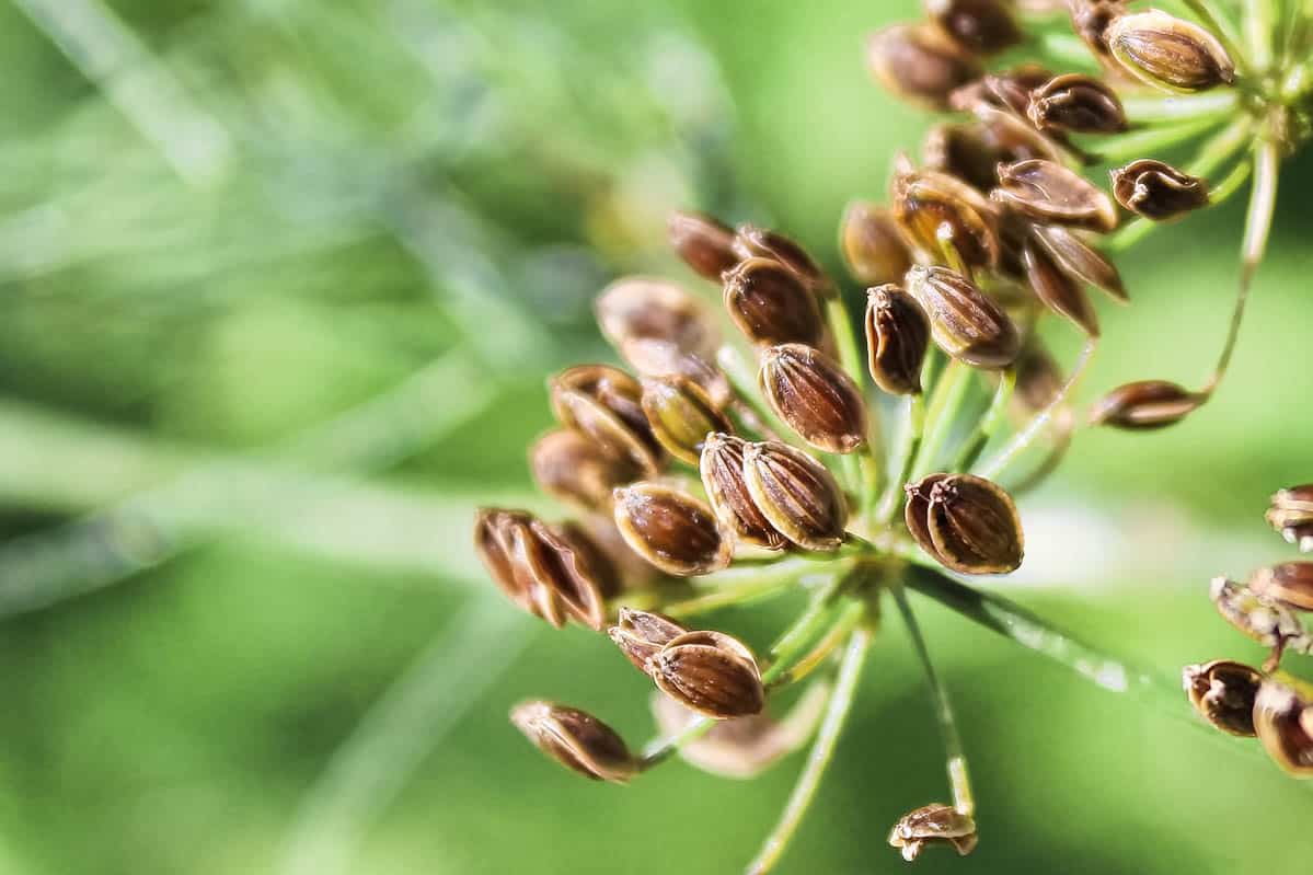 A cluster of ripe dill seeds against a green background..