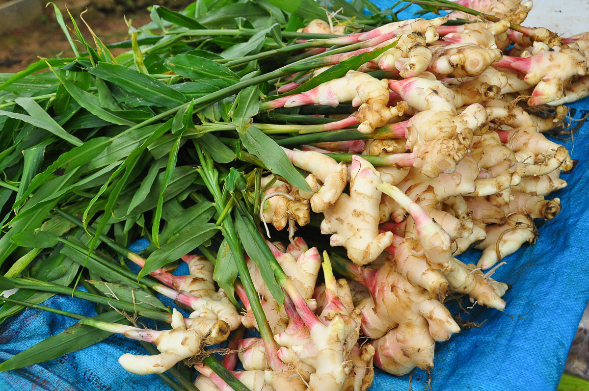 lots of fresh ginger roots.