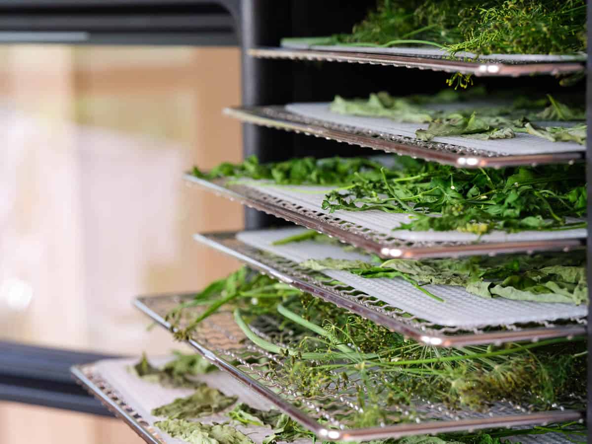 Trays with herbs - parsley, dill, basil inside of a food dehydrator machine.