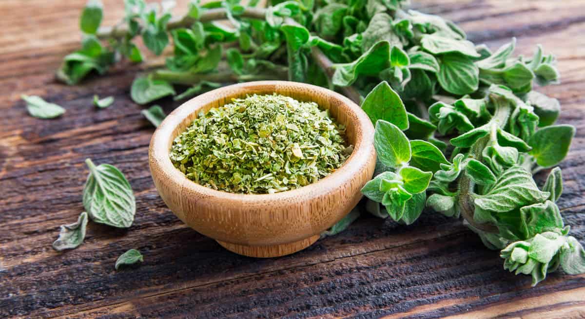Fresh and dried oregano herb on wooden background.