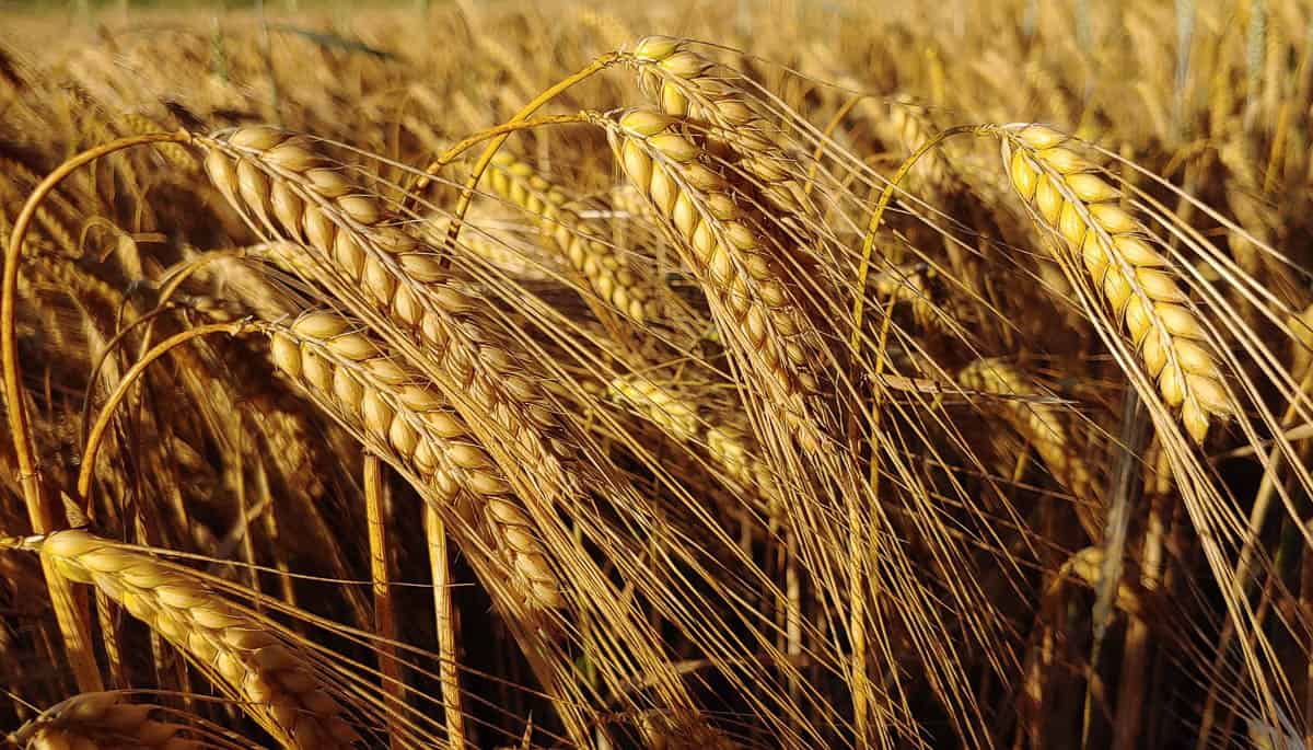 field of golden barley