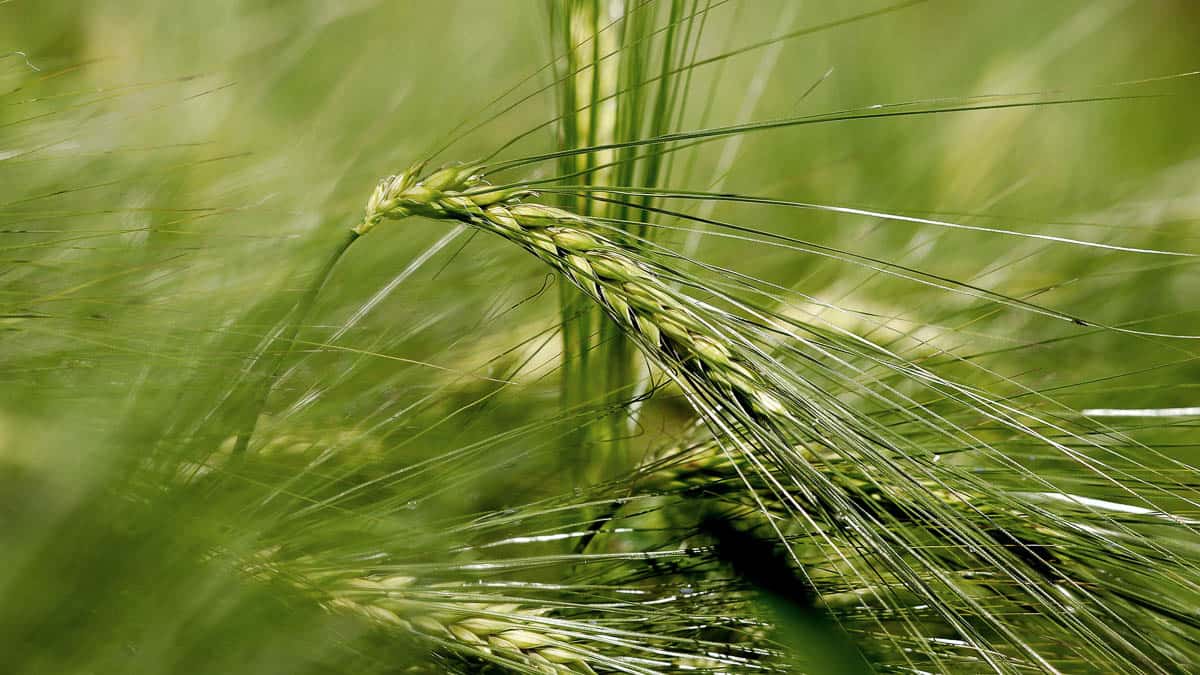 green barley in field