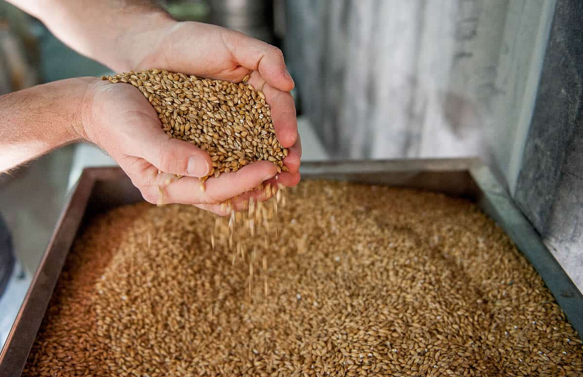 handful of barley grains