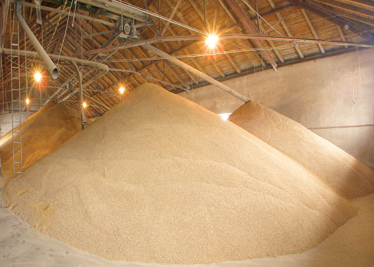 malt grain in factory