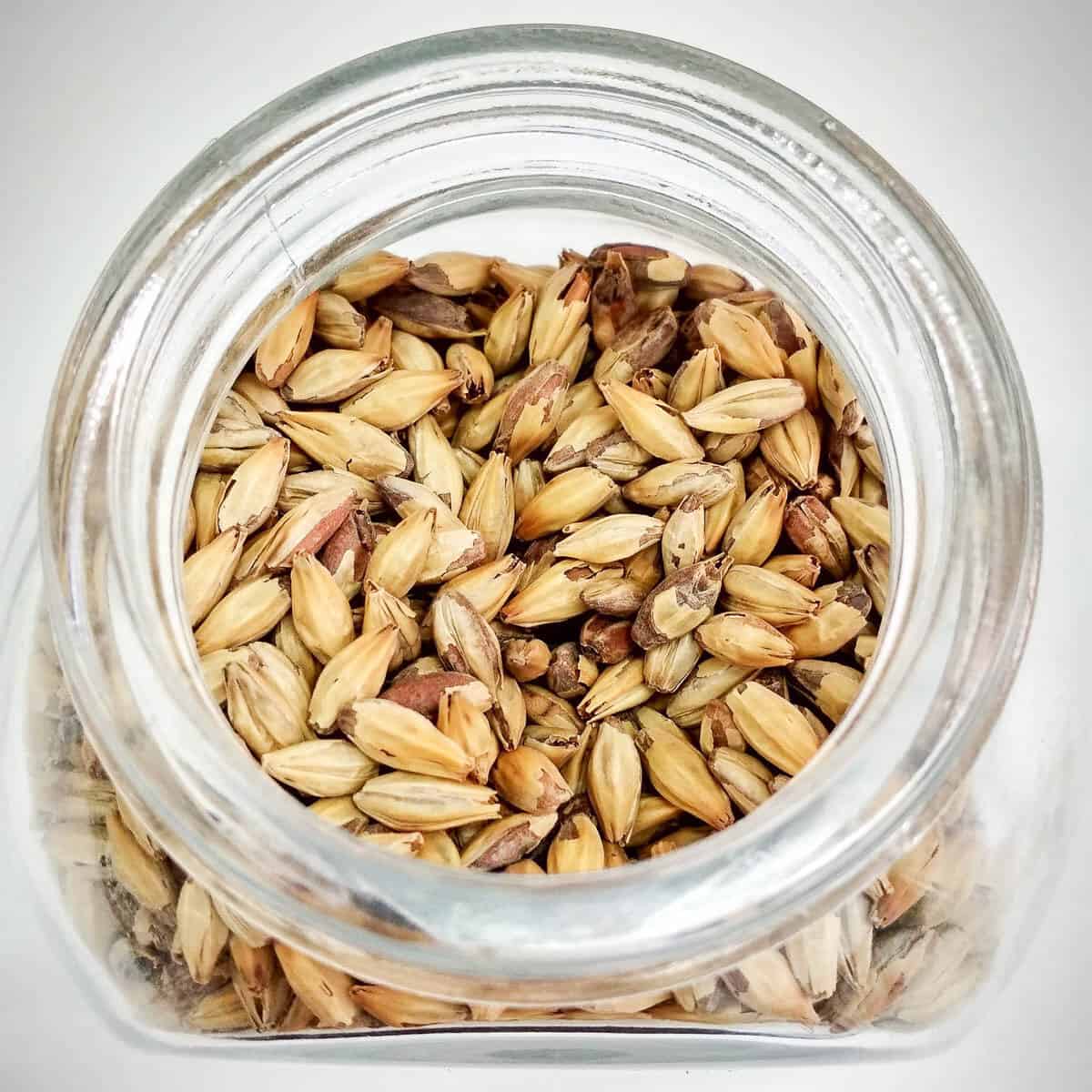 jar of barley grain