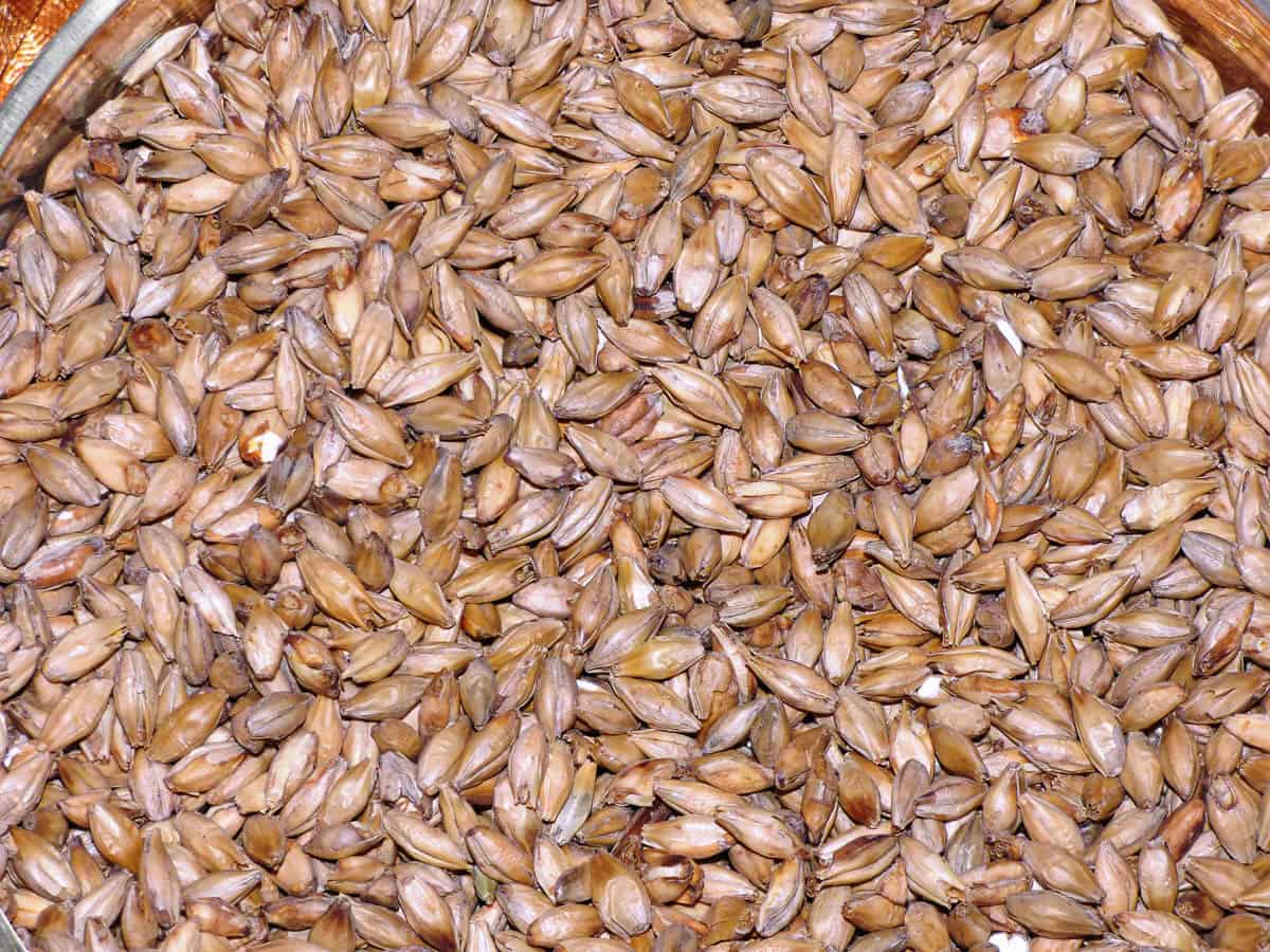 whole grain barley