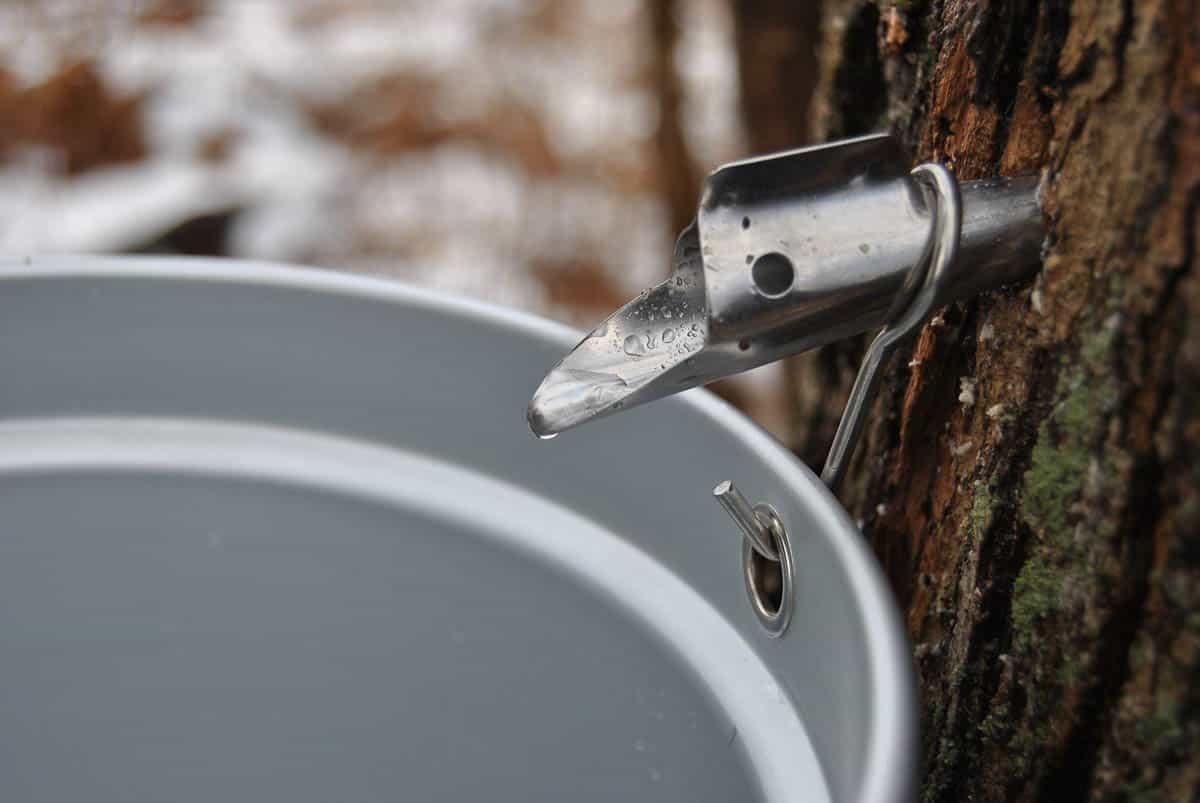 maple syrup tap in tree