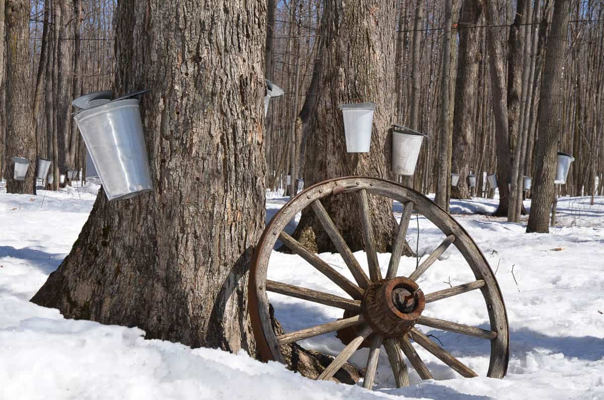 maple syrup collection buckets on trees