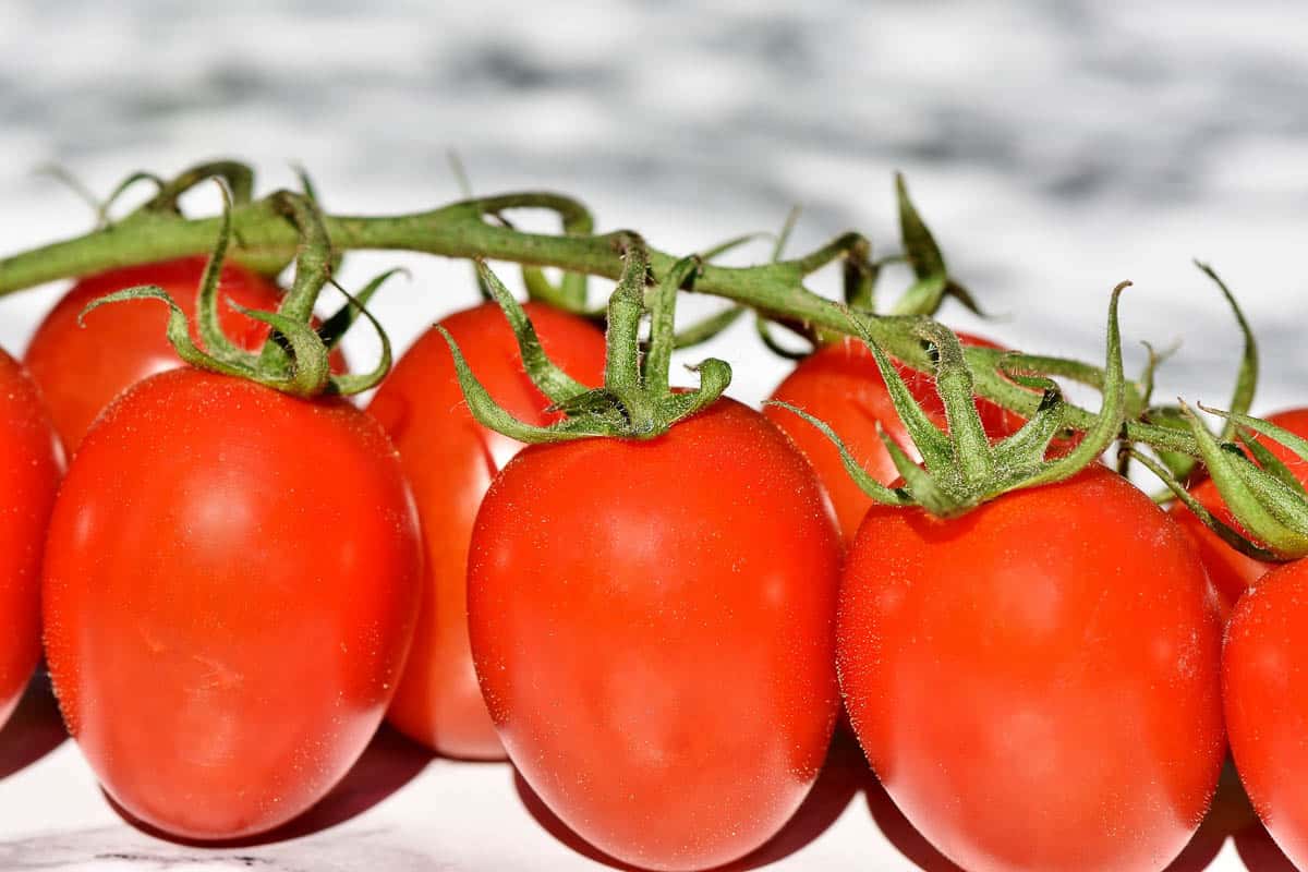 fresh paste tomatoes on vine