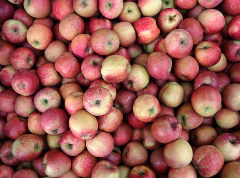 Best Substitutes for McIntosh Apples (For Eating, Baking, and Cooking)