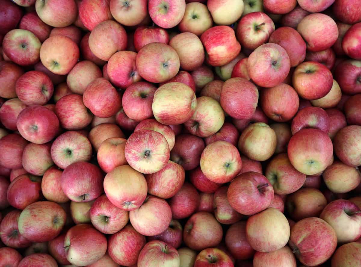 Large pile of fuji apples at fruit store.