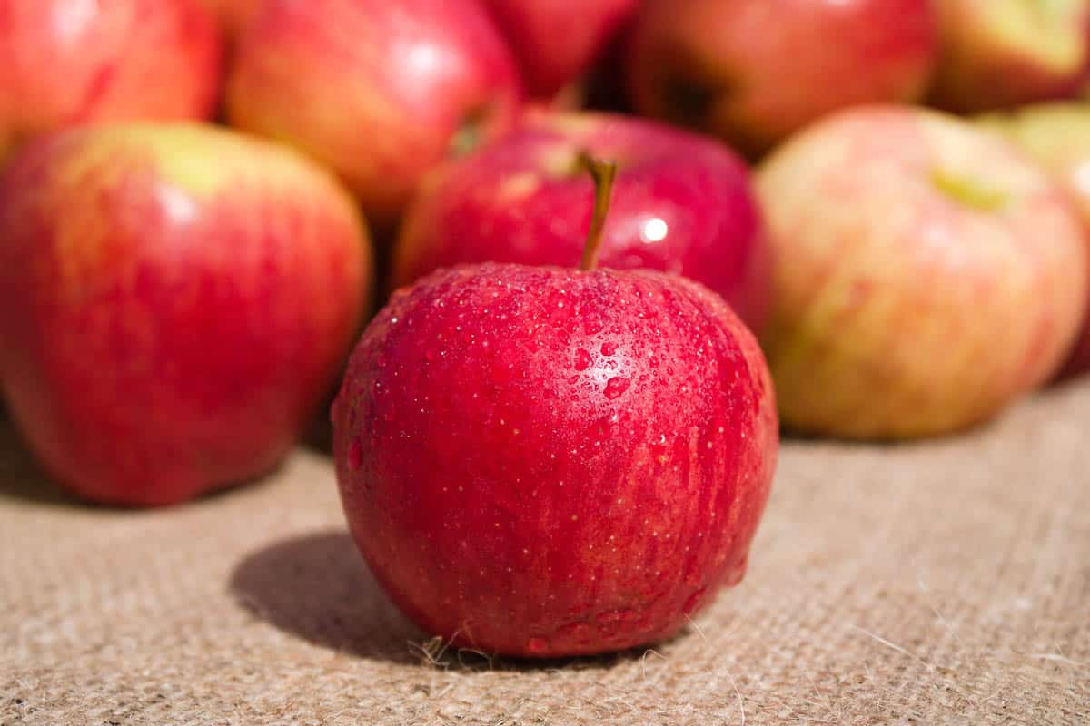 Group of red royal gala apples with water droplets on burlap surface outdoors on a bright sunny day.