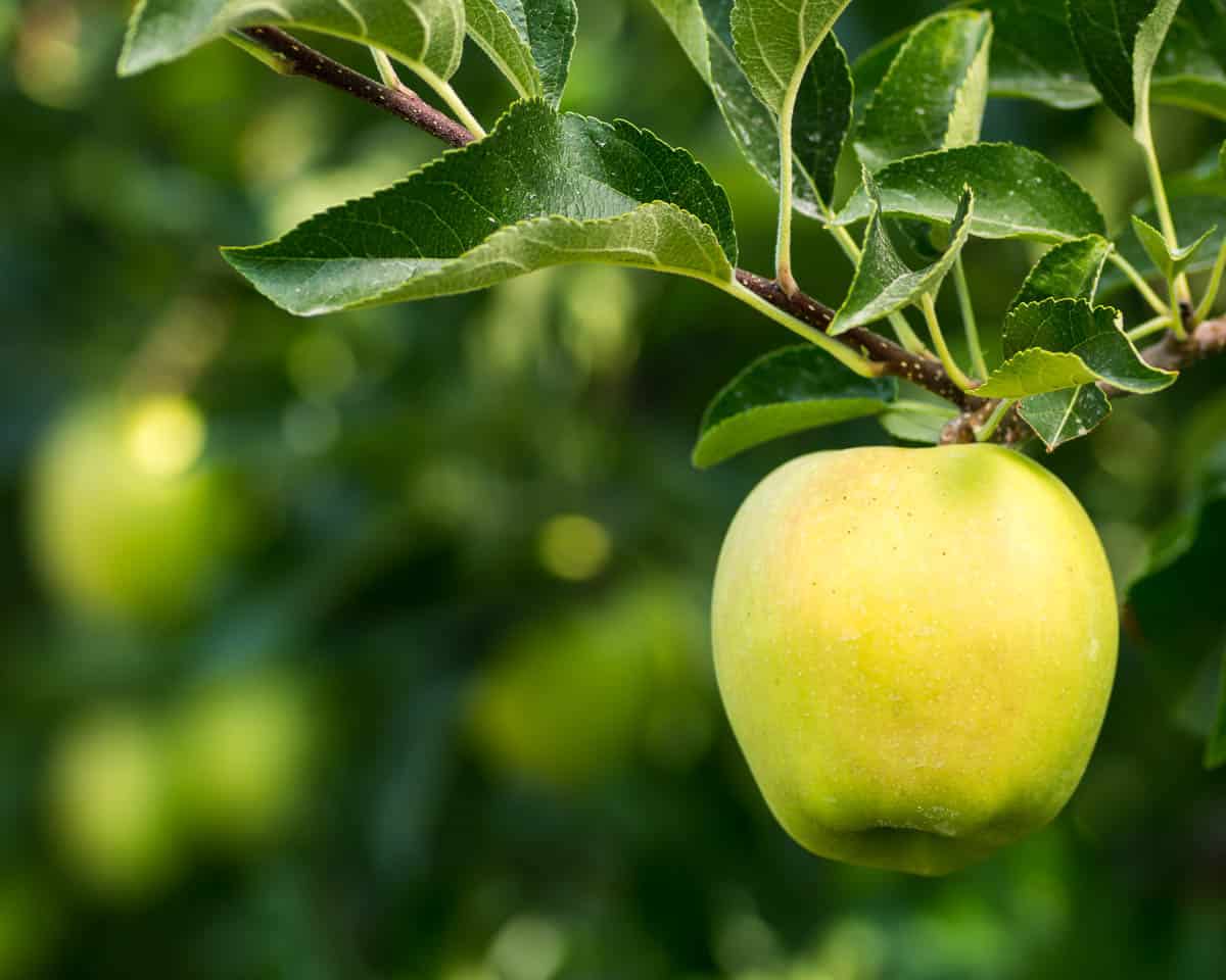 Ripe golden delicious apple hanging on a tree.