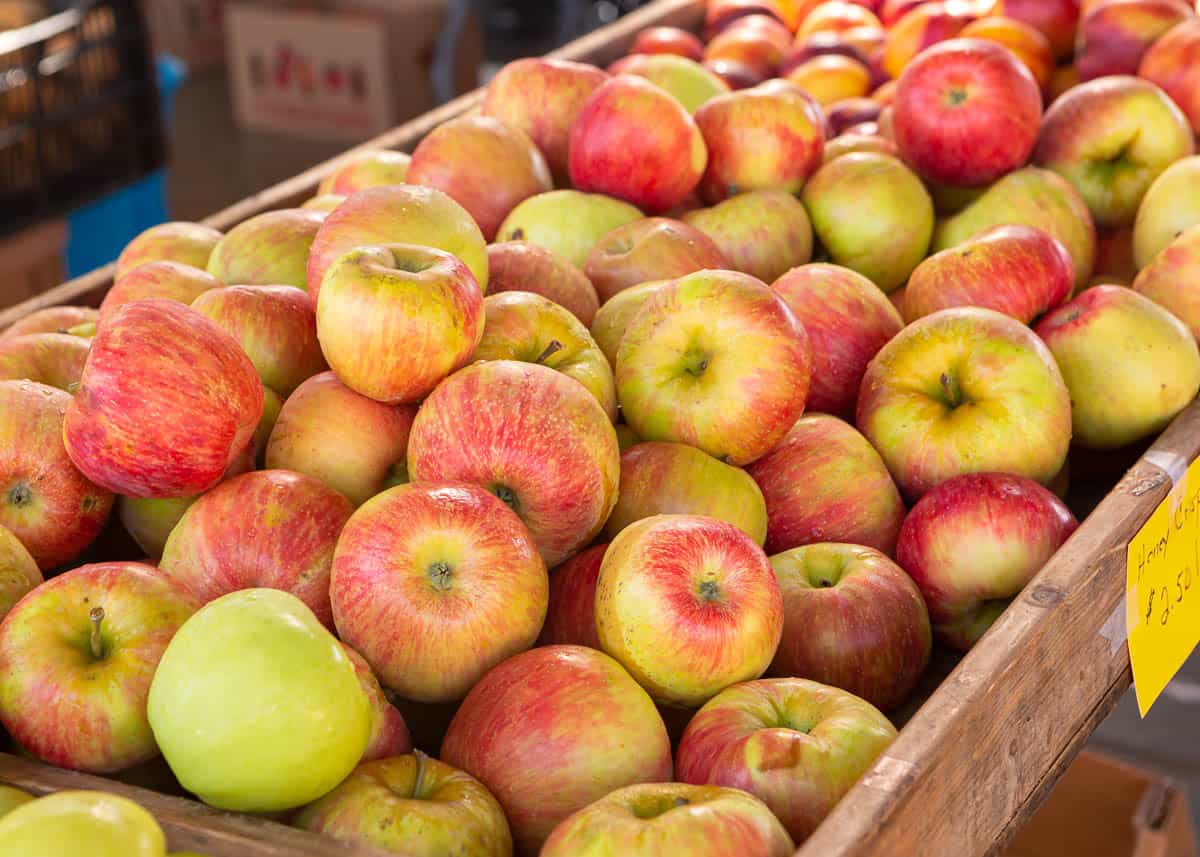 Fresh, ripe honeycrisp apples (Malus pumila) for sale at a local farmer's market.