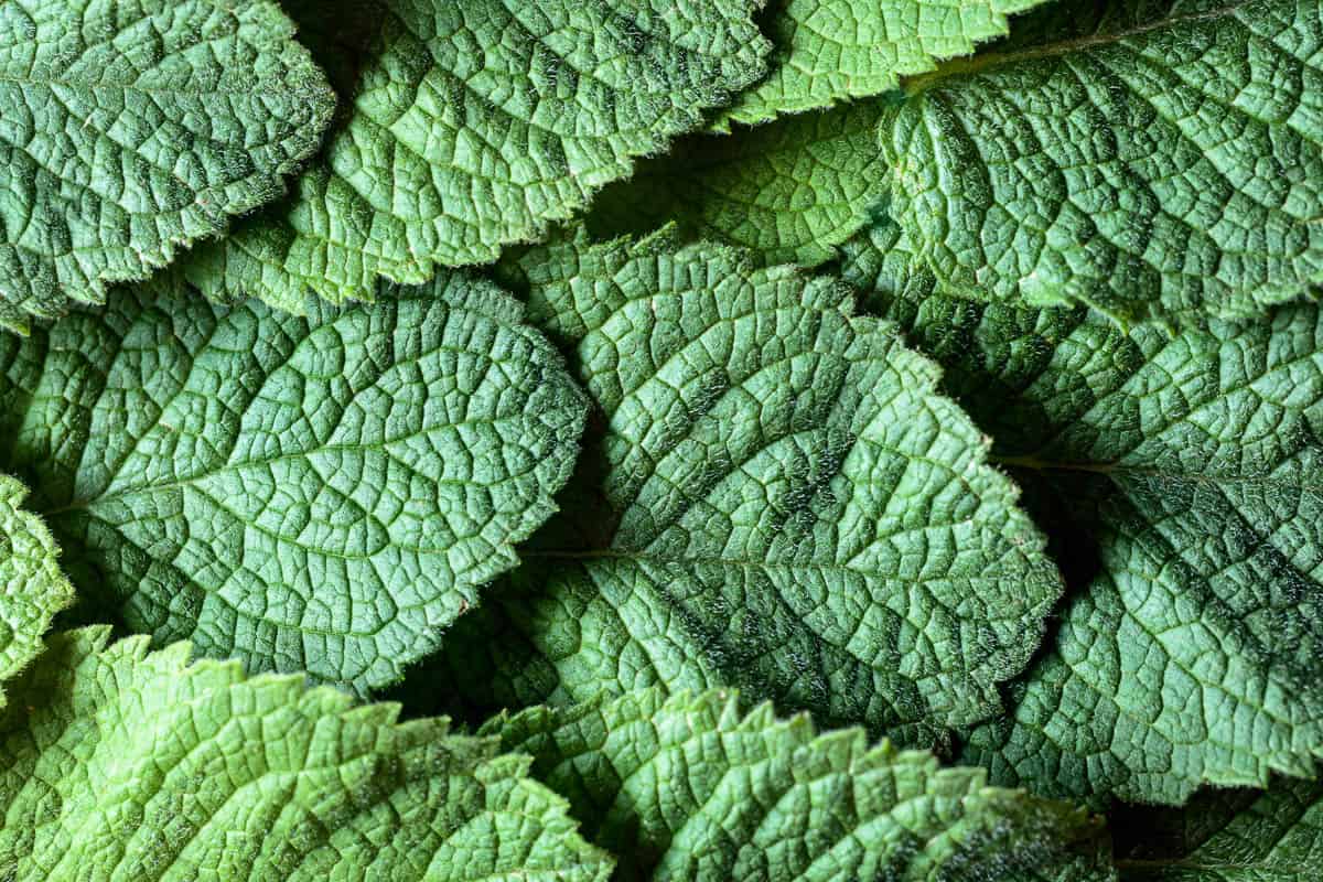 mint leaves in close up detail