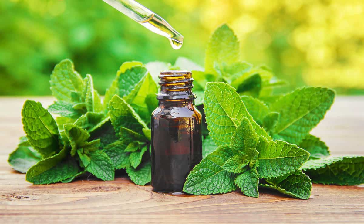 mint extract in a small jar