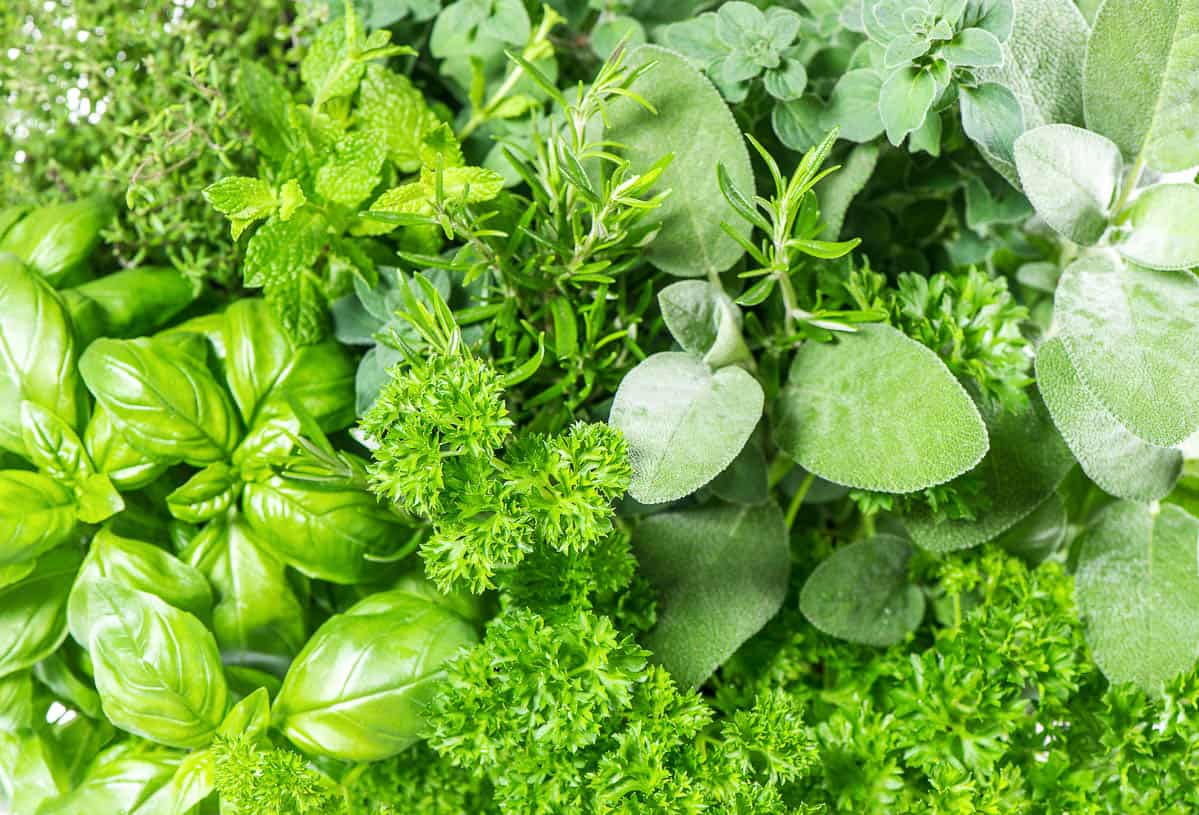 fresh herbs: basil, marjoram, parsley, rosemary, thyme, sage