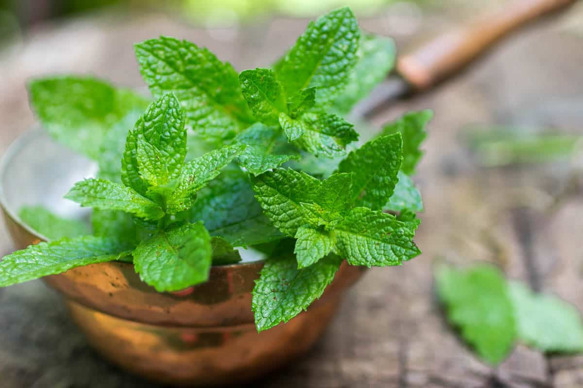 Fresh mint on a wooden table. 
