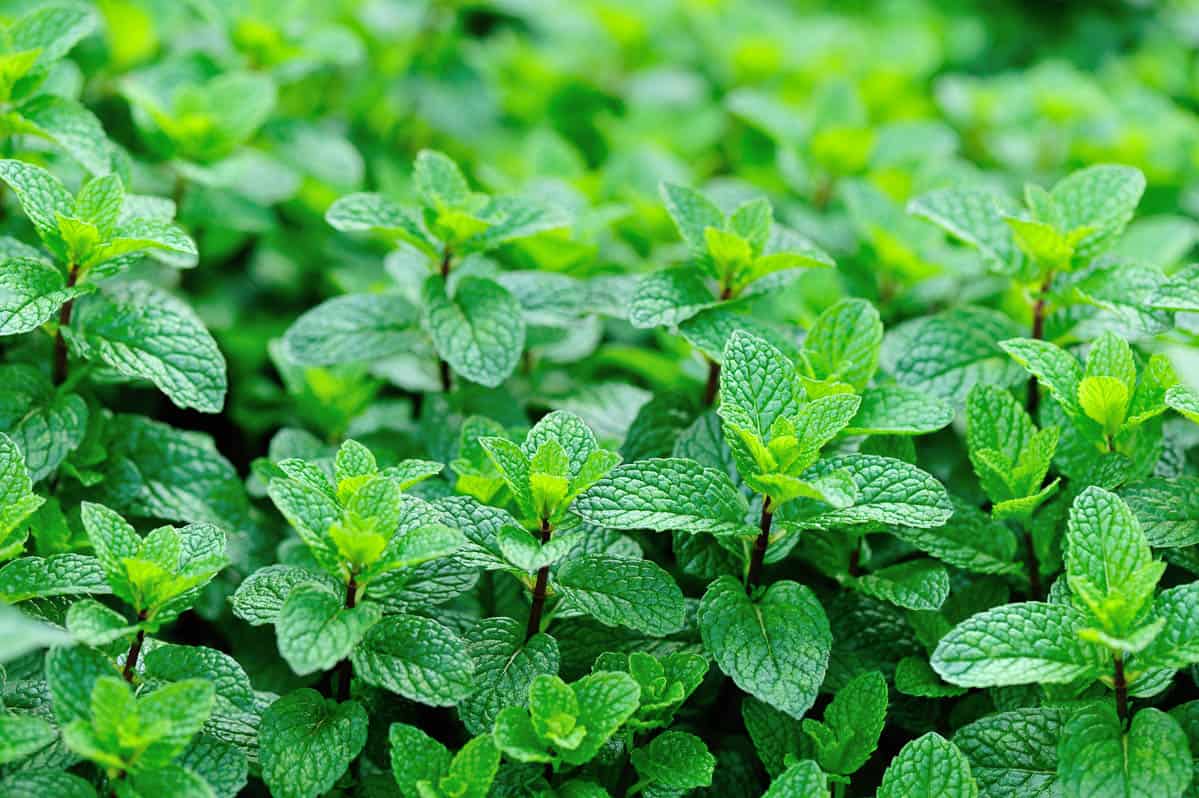 Mint plant growing in vegetable garden