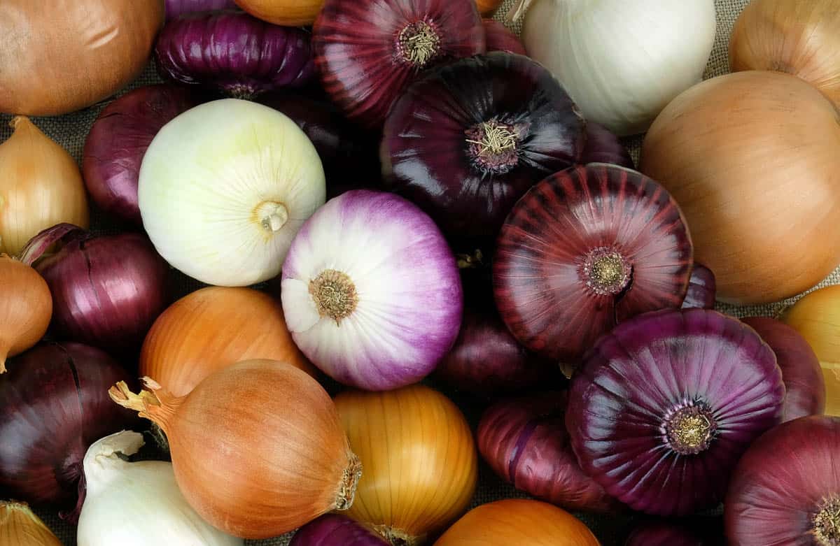 Onions of different varieties and colors for background.
