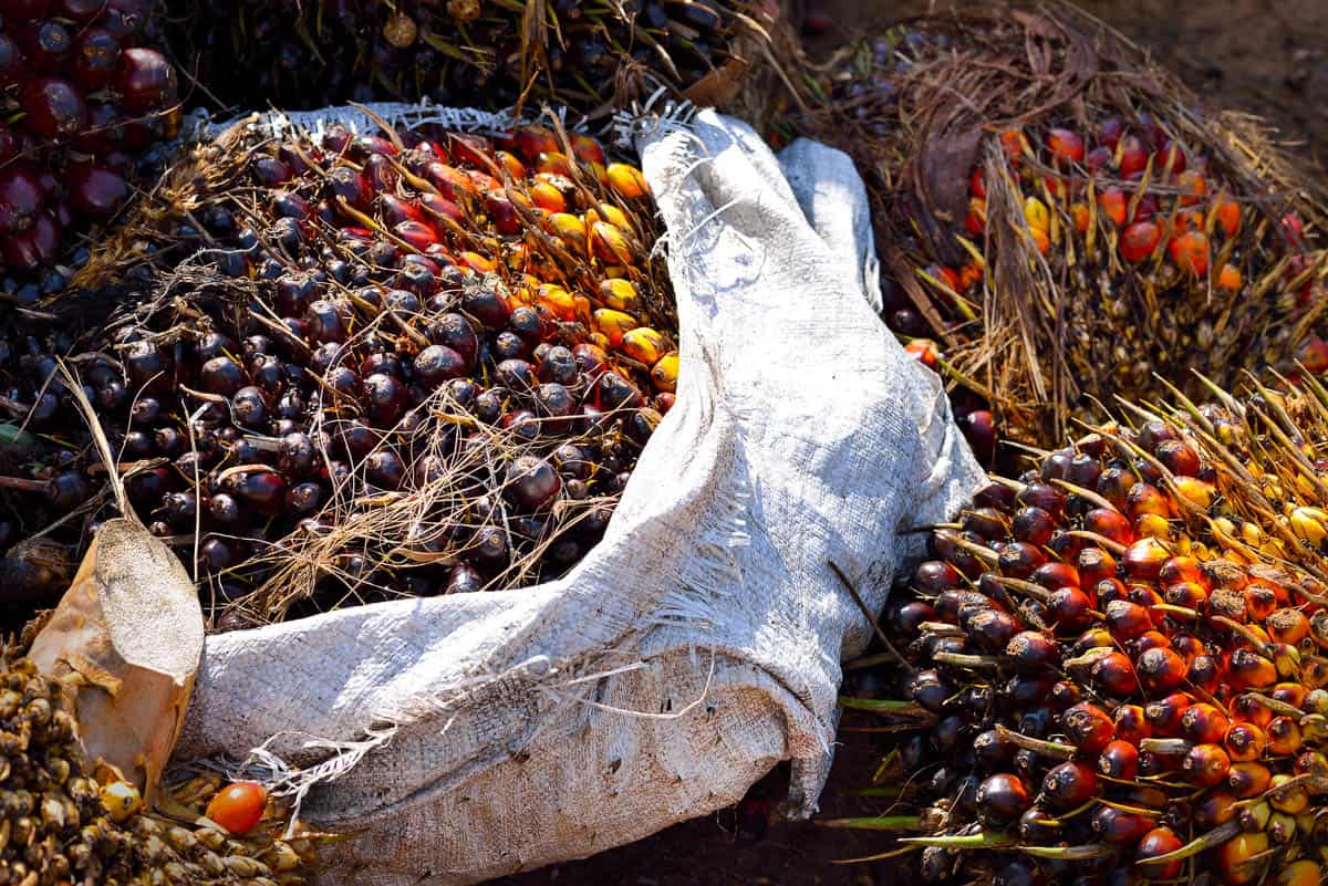 Close up of fresh oil palm fruits.