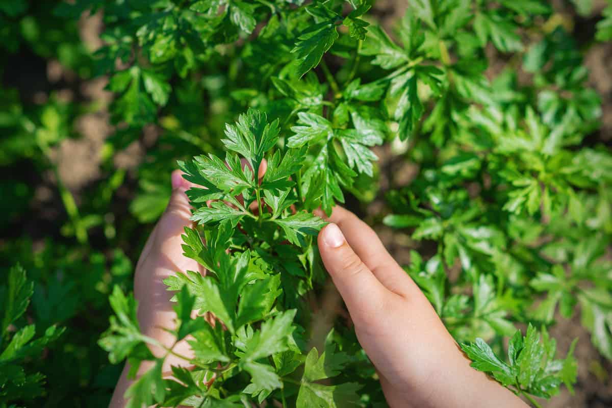Hands of child holding branch of parsley leaves growing in garden.