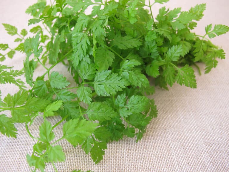 17 Best Parsley Substitutes (Fresh and Dried Options)