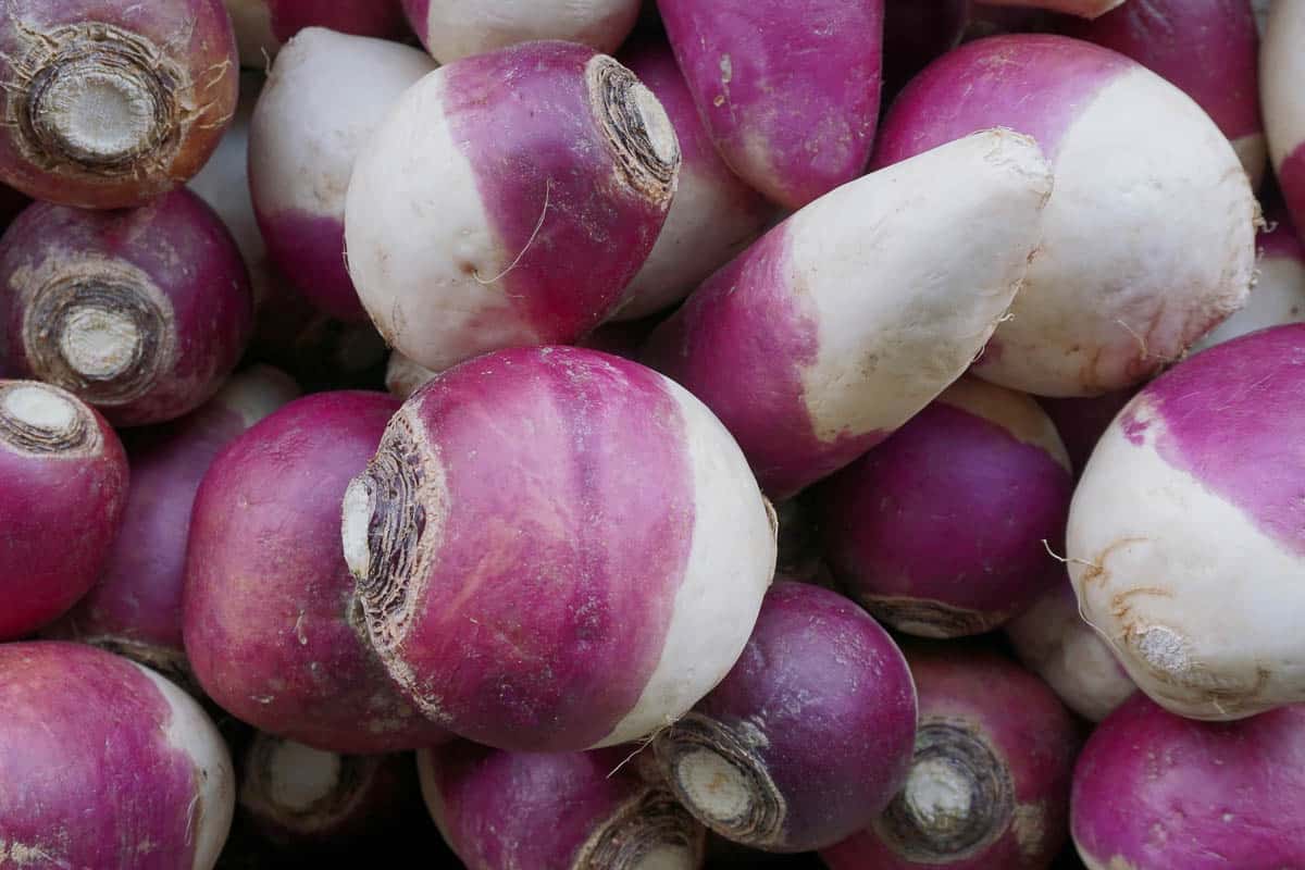 A close-up of fresh turnips on a stand at the farmer`s market.