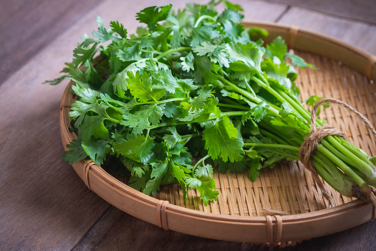 Fresh coriander, cilantro leaves on basket.