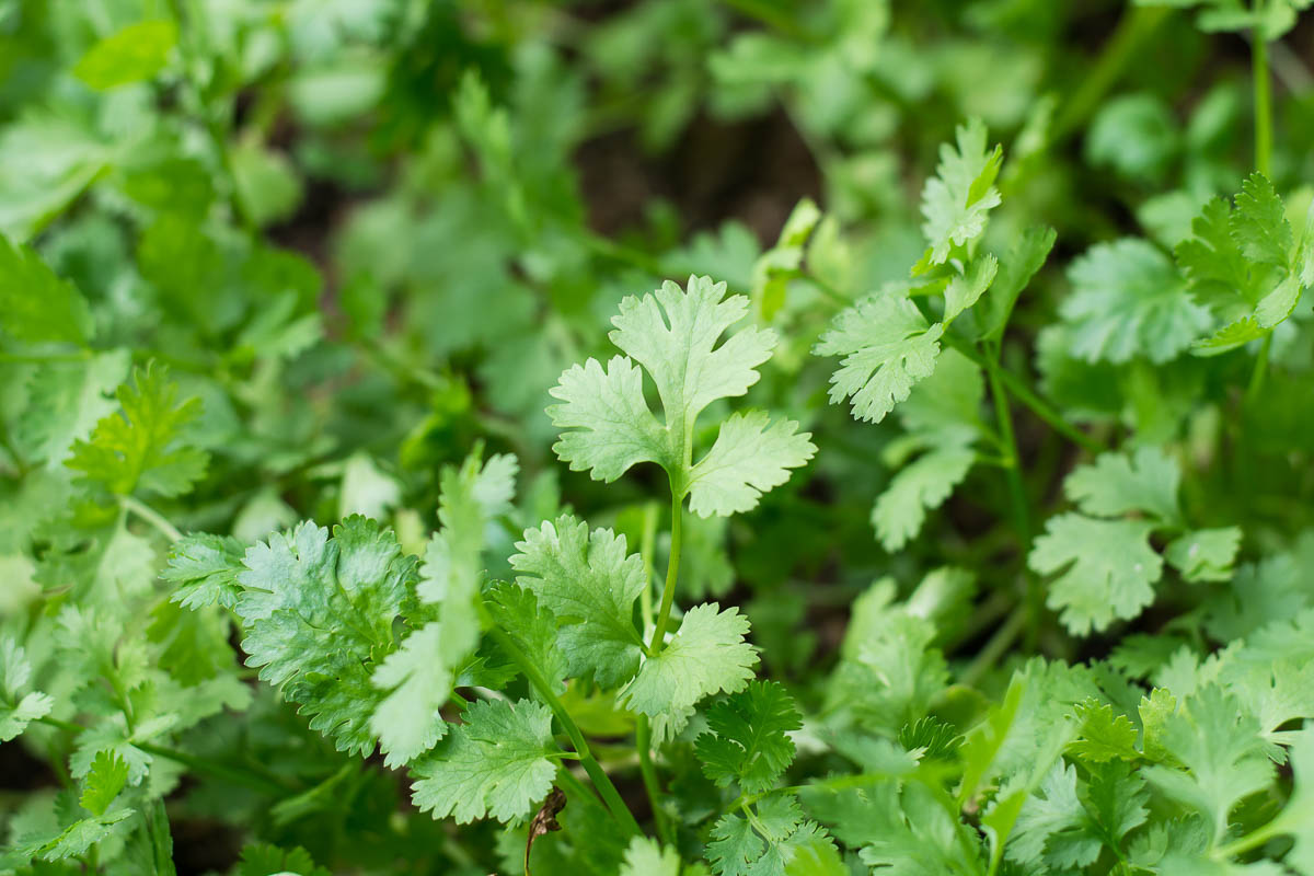 fresh cilantro growing in garden.