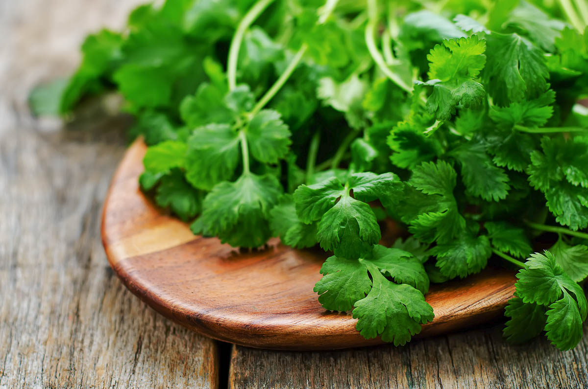 fresh coriander on a dark wood background. tinting.