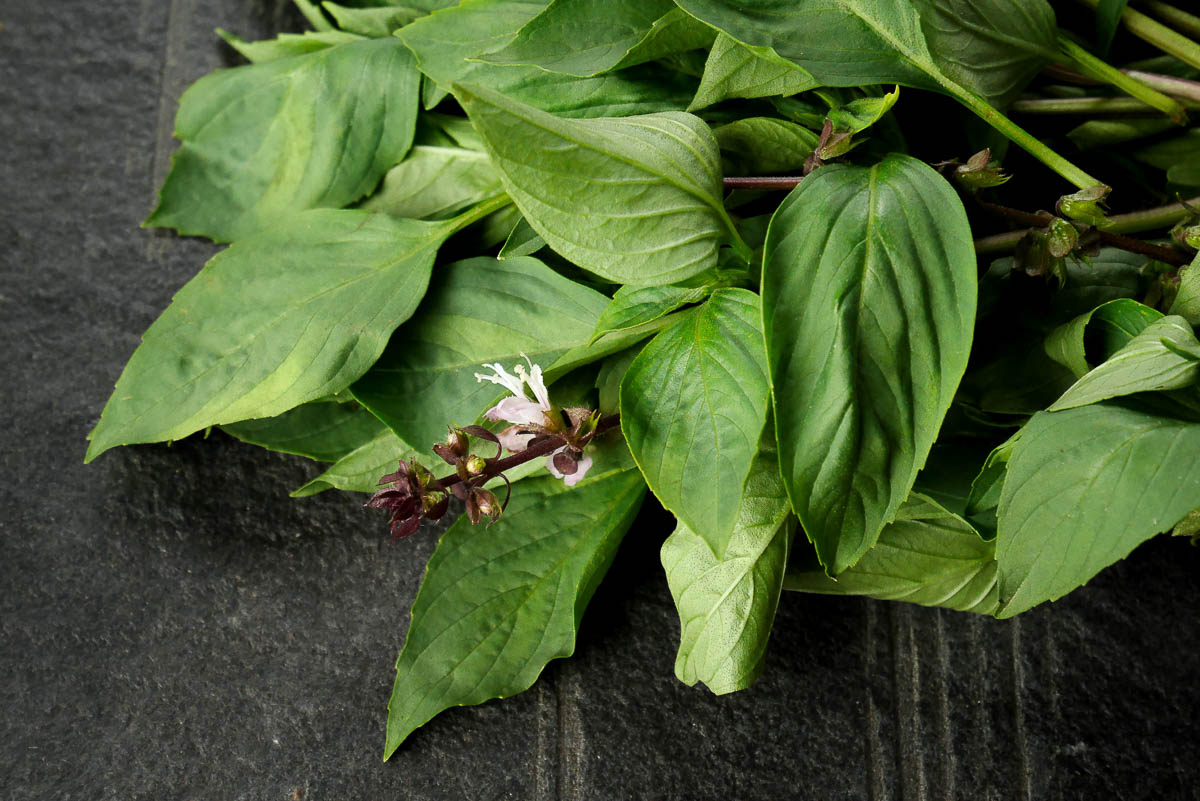 close up of fresh Thai basil.