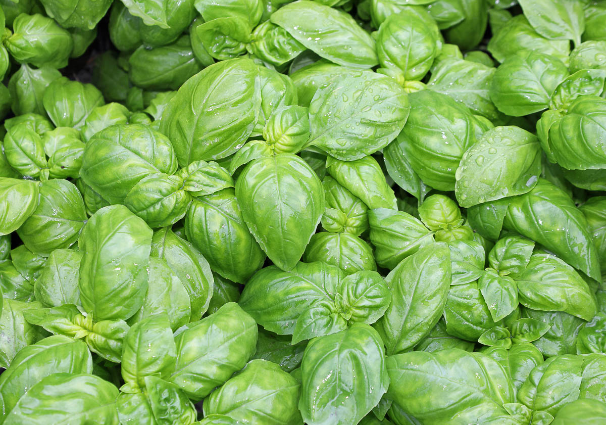 full frame of fresh basil leaves.