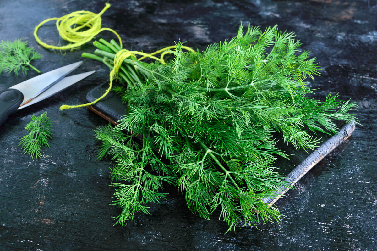 A bunch of fresh organic dill on a black vintage rustic background.