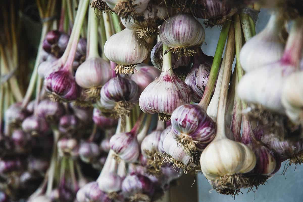 Harvested garlic hanging in bunches to dry before storing.