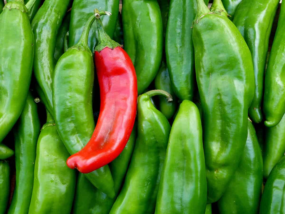 Fresh green and red chile from New Mexico.