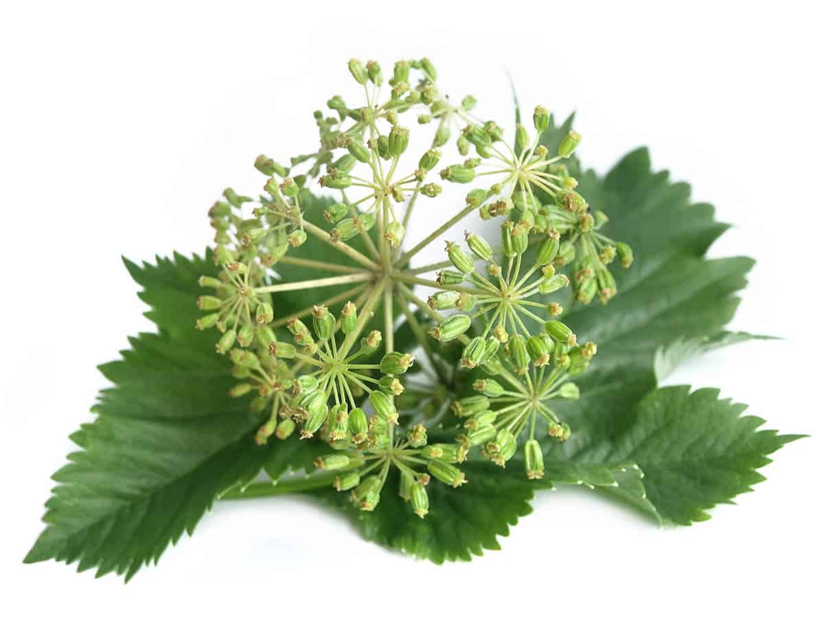 wild celery, also known as Norwegian angelica. Well known for its many health benefits.